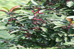 Ardisia solanacea